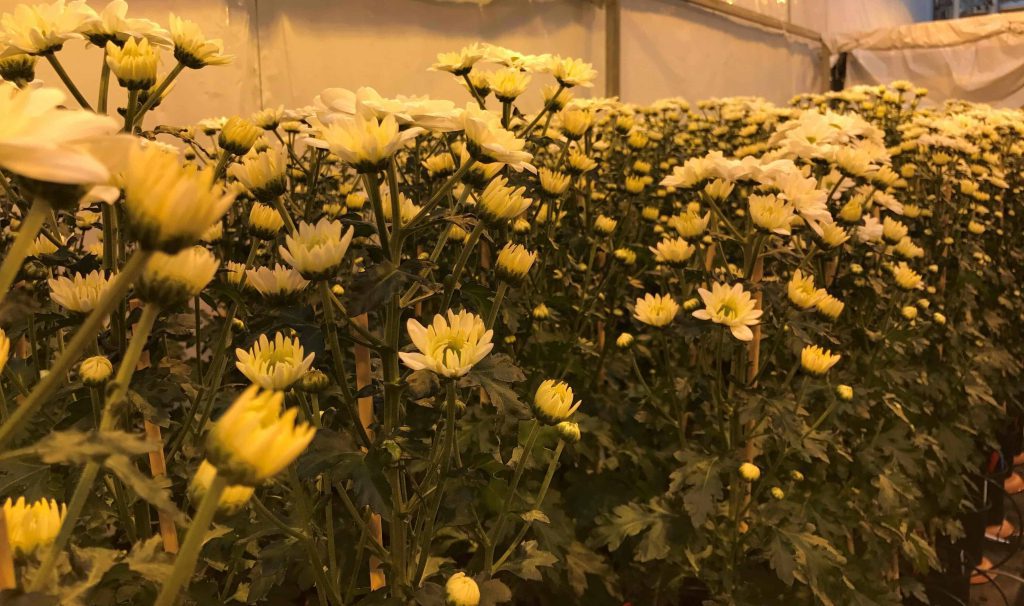 Archives Tips & Tricks Cellmax