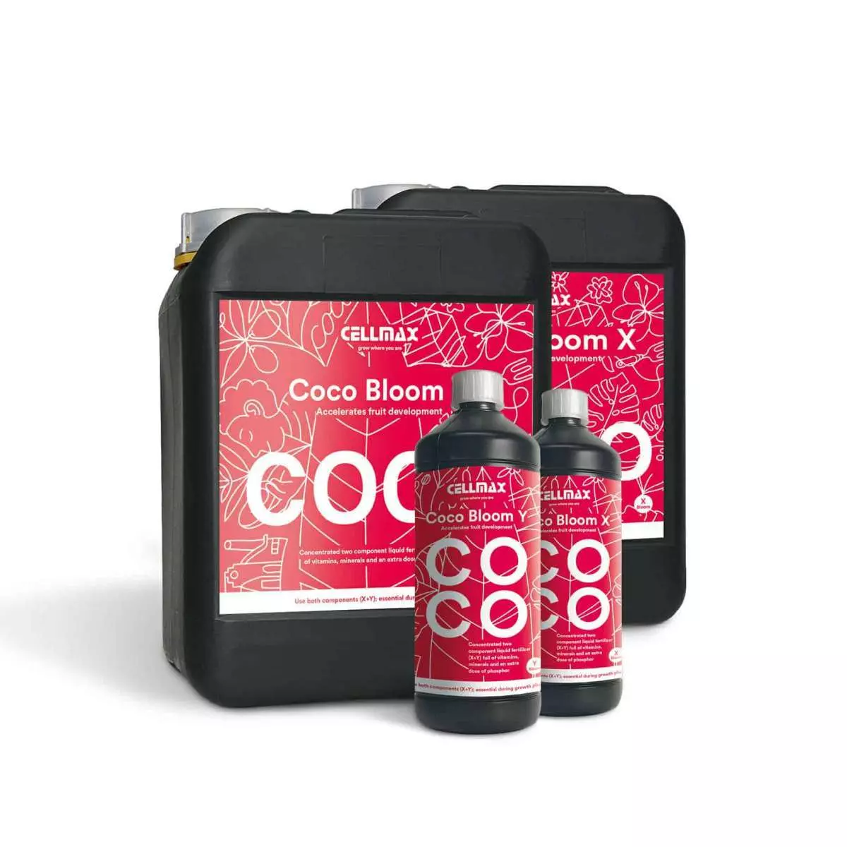 Coco Bloom X&Y