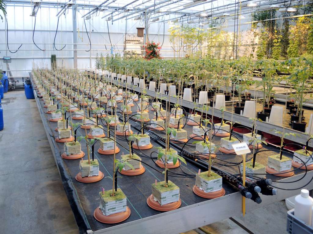 Cellmax experiments at nursery