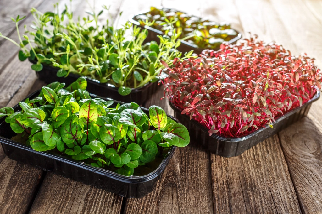 cellmax-microgreens-bio